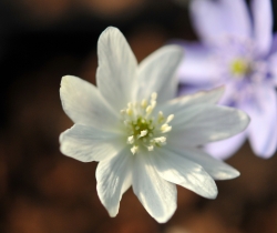 Big clean white flowers